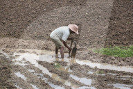 Paddy Transplantation Begins In Nepal With Arrival Of Early Monsoon