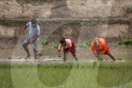Paddy Transplantation Begins In Nepal With Arrival Of Early Monsoon