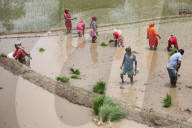 Paddy Transplantation Begins In Nepal With Arrival Of Early Monsoon