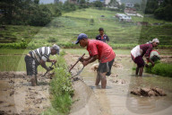 Paddy Transplantation Begins In Nepal With Arrival Of Early Monsoon