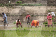 Paddy Transplantation Begins In Nepal With Arrival Of Early Monsoon
