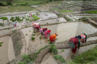 Paddy Transplantation Begins In Nepal With Arrival Of Early Monsoon