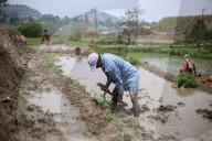 Paddy Transplantation Begins In Nepal With Arrival Of Early Monsoon