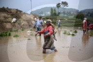 Paddy Transplantation Begins In Nepal With Arrival Of Early Monsoon