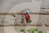 Nepali Farmers Engage In Paddy Plantation As Early Monsoon Gives Hope For Boom In Crop Production 