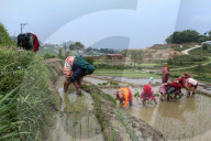 Paddy Transplantation Begins In Nepal With Arrival Of Early Monsoon