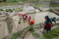 Paddy Transplantation Begins In Nepal With Arrival Of Early Monsoon