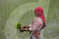Paddy Transplantation Begins In Nepal With Arrival Of Early Monsoon