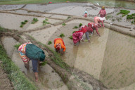 Paddy Transplantation Begins In Nepal With Arrival Of Early Monsoon