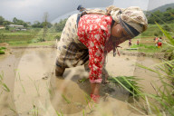 Nepali Farmers Engage In Paddy Plantation As Early Monsoon Gives Hope For Boom In Crop Production 