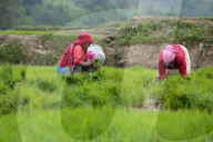 Nepali Farmers Engage In Paddy Plantation As Early Monsoon Gives Hope For Boom In Crop Production 