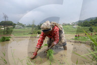 Nepali Farmers Engage In Paddy Plantation As Early Monsoon Gives Hope For Boom In Crop Production 