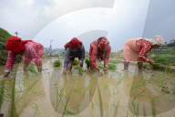 Nepali Farmers Engage In Paddy Plantation As Early Monsoon Gives Hope For Boom In Crop Production 