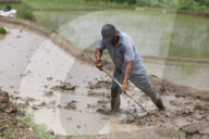 Nepali Farmers Engage In Paddy Plantation As Early Monsoon Gives Hope For Boom In Crop Production 