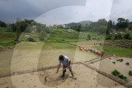 Nepali Farmers Engage In Paddy Plantation As Early Monsoon Gives Hope For Boom In Crop Production 