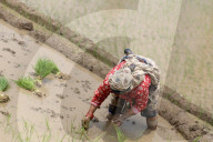 Nepali Farmers Engage In Paddy Plantation As Early Monsoon Gives Hope For Boom In Crop Production 