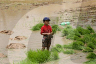 Nepali Farmers Engage In Paddy Plantation As Early Monsoon Gives Hope For Boom In Crop Production 