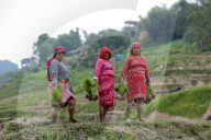 Nepali Farmers Engage In Paddy Plantation As Early Monsoon Gives Hope For Boom In Crop Production 