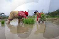 Nepali Farmers Engage In Paddy Plantation As Early Monsoon Gives Hope For Boom In Crop Production 