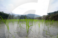 Nepali Farmers Engage In Paddy Plantation As Early Monsoon Gives Hope For Boom In Crop Production 