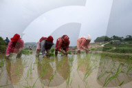 Nepali Farmers Engage In Paddy Plantation As Early Monsoon Gives Hope For Boom In Crop Production 