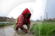 Nepali Farmers Engage In Paddy Plantation As Early Monsoon Gives Hope For Boom In Crop Production 
