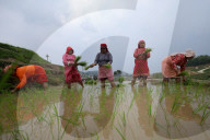 Nepali Farmers Engage In Paddy Plantation As Early Monsoon Gives Hope For Boom In Crop Production 