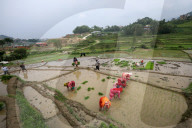 Nepali Farmers Engage In Paddy Plantation As Early Monsoon Gives Hope For Boom In Crop Production 