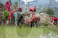 Nepali Farmers Engage In Paddy Plantation As Early Monsoon Gives Hope For Boom In Crop Production 