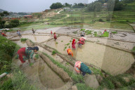 Nepali Farmers Engage In Paddy Plantation As Early Monsoon Gives Hope For Boom In Crop Production 