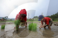 Nepali Farmers Engage In Paddy Plantation As Early Monsoon Gives Hope For Boom In Crop Production 