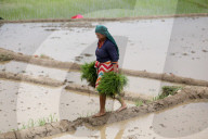 Nepali Farmers Engage In Paddy Plantation As Early Monsoon Gives Hope For Boom In Crop Production 