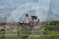 Nepali Farmers Engage In Paddy Plantation As Early Monsoon Gives Hope For Boom In Crop Production 