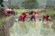 Nepali Farmers Engage In Paddy Plantation As Early Monsoon Gives Hope For Boom In Crop Production 