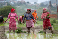 Nepali Farmers Engage In Paddy Plantation As Early Monsoon Gives Hope For Boom In Crop Production 