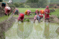 Nepali Farmers Engage In Paddy Plantation As Early Monsoon Gives Hope For Boom In Crop Production 