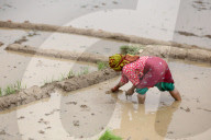 Nepali Farmers Engage In Paddy Plantation As Early Monsoon Gives Hope For Boom In Crop Production 