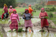 Nepali Farmers Engage In Paddy Plantation As Early Monsoon Gives Hope For Boom In Crop Production 