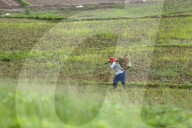 Nepali Farmers Engage In Paddy Plantation As Early Monsoon Gives Hope For Boom In Crop Production 