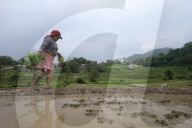 Nepali Farmers Engage In Paddy Plantation As Early Monsoon Gives Hope For Boom In Crop Production 
