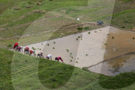 Nepali Farmers Engage In Paddy Plantation As Early Monsoon Gives Hope For Boom In Crop Production 