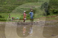 Nepali Farmers Engage In Paddy Plantation As Early Monsoon Gives Hope For Boom In Crop Production 
