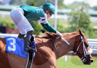 Thoroughbred Horse Racing At Woodbine Racetrack, Toronto, Canada
