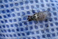 Big-spot Anthomyia Fly