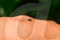 Aedes Albopictus - Asian Tiger Mosquito - Forest Mosquito - Deadly Disease Vector