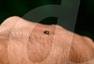 Aedes Albopictus - Asian Tiger Mosquito - Forest Mosquito - Deadly Disease Vector