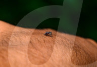Aedes Albopictus - Asian Tiger Mosquito - Forest Mosquito - Deadly Disease Vector