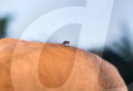 Aedes Albopictus - Asian Tiger Mosquito - Forest Mosquito - Deadly Disease Vector