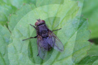 Cluster Fly