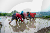 Paddy Planting Begins In Nepal